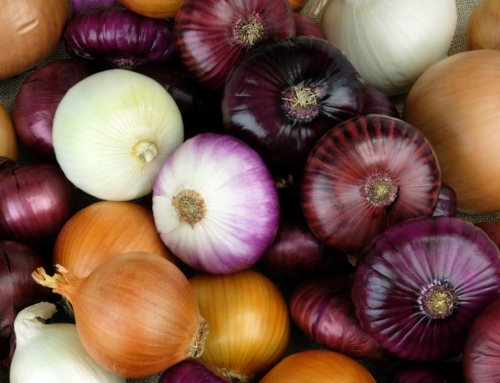 Egyptian onions in demand  to European Market